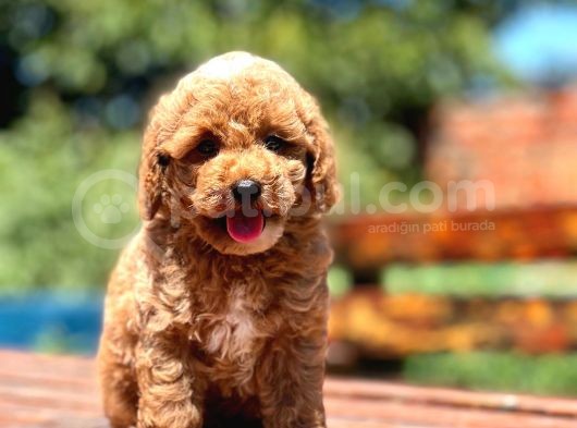 Irk Ve Saglik Garantili Poodle Yavrularimiz görsel