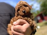 Aşili Karneli̇ Toy Poodle Bebekler