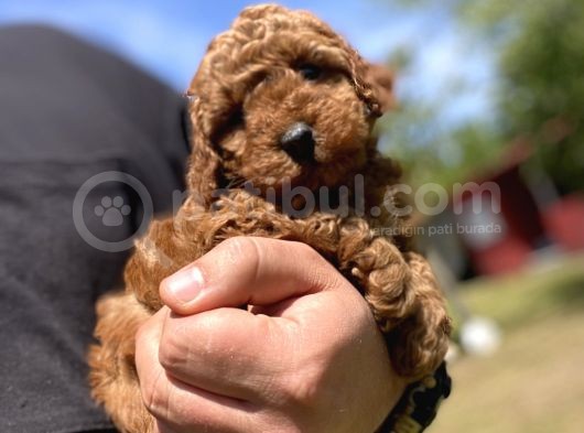 Aşili Karneli̇ Toy Poodle Bebekler