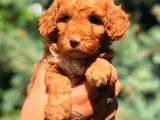 Toy Poodle Red Di̇şi̇