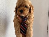 Mükemmel Kalitede Toypoodle Bebekler