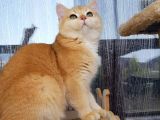 Bri̇ti̇sh Shorthair Golden Ny11 Ve Ny12 Secereli Yavrular