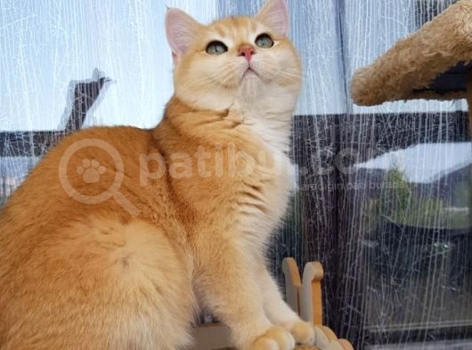 Bri̇ti̇sh Shorthair Golden Ny11 Ve Ny12 Secereli Yavrular görsel