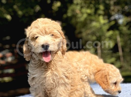 Di̇zayn Irk Malti̇poo Bebekler