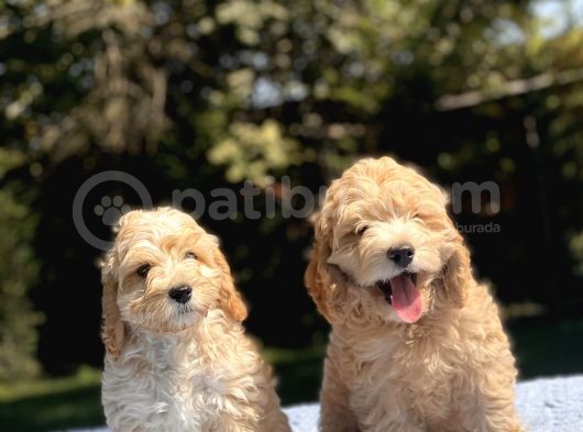 Di̇zayn Irk Malti̇poo Bebekler görsel