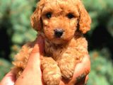 Red Toy Poodle Dişi