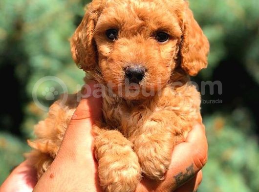 Red Toy Poodle Dişi görsel