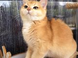 Bri̇ti̇sh Shorthair Golden Ny11 Ve Ny12 Secereli Yavrular