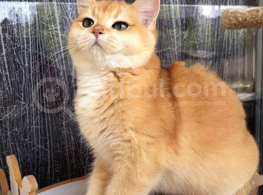 Bri̇ti̇sh Shorthair Golden Ny11 Ve Ny12 Secereli Yavrular