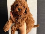 Karamelll Toypoodle In Bebekleri