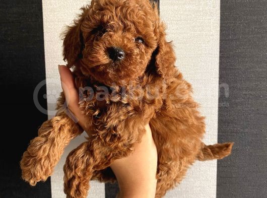 Karamelll Toypoodle In Bebekleri görsel