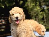 Di̇zayn Irk Malti̇poo Bebekler