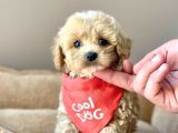 Saglik Garantili Maltipoo Bebekler