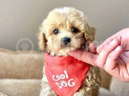 Saglik Garantili Maltipoo Bebekler görsel