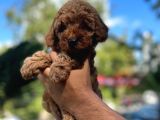 Orji̇nal Toy Poodle