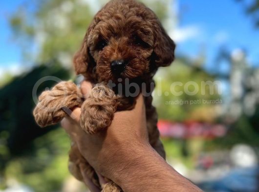 Orji̇nal Toy Poodle