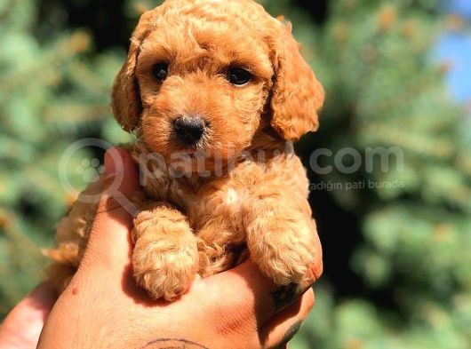 Red Toy Poodle Dişi görsel