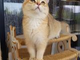 Bri̇ti̇sh Shorthair Golden Ny11 Ve Ny12 Secereli Yavrular