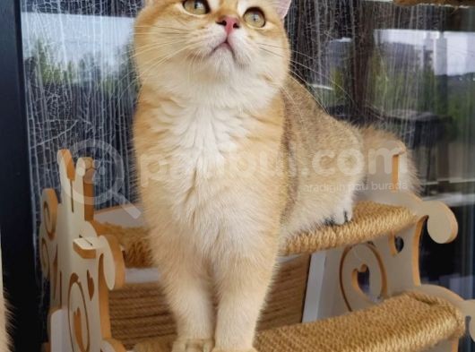 Bri̇ti̇sh Shorthair Golden Ny11 Ve Ny12 Secereli Yavrular görsel