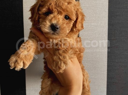 Karamelll Toypoodle In Bebekleri görsel