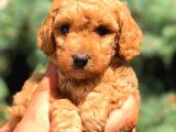 Red Toy Poodle Dişi