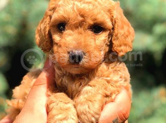 Red Toy Poodle Dişi görsel