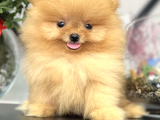 Tedy Bear Boo Yavrular