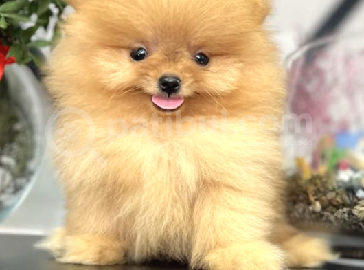 Tedy Bear Boo Yavrular