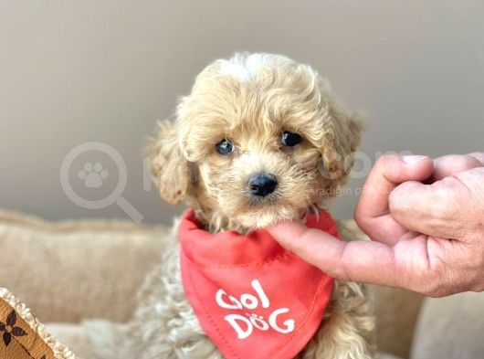 Saglik Garantili Maltipoo Bebekler görsel