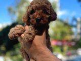 Orji̇nal Toy Poodle