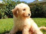 Mükemmel Kalite Poodle Yavruları