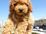Mükemmel Kalite Poodle Yavruları