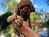 Orji̇nal Toy Poodle
