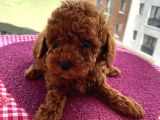 Karamelll Toypoodle In Bebekleri
