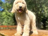 Çi̇ft Renk Orji̇nal Malti̇poo Yavrumuz