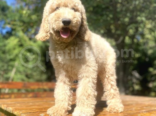 Çi̇ft Renk Orji̇nal Malti̇poo Yavrumuz