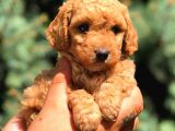 Red Toy Poodle Dişi