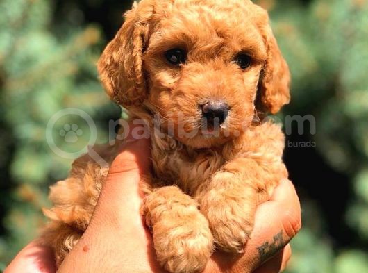 Red Toy Poodle Dişi