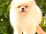 Üst Kali̇te Pomerani̇an Boo Di̇şi̇