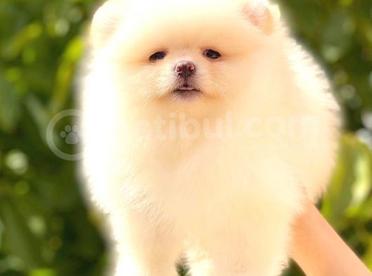 Üst Kali̇te Pomerani̇an Boo Di̇şi̇ görsel