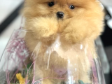 Tedy Bear Boo Yavrular
