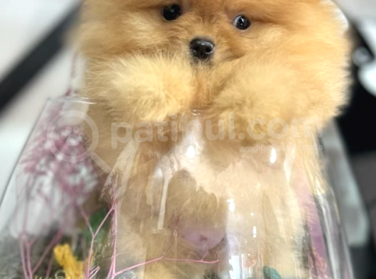 Tedy Bear Boo Yavrular görsel
