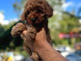 Orji̇nal Toy Poodle