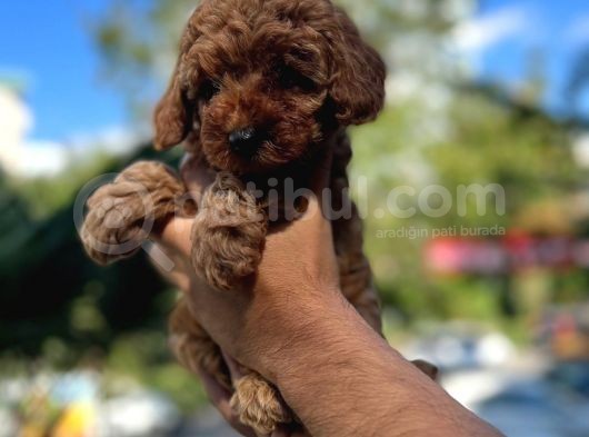 Orji̇nal Toy Poodle görsel