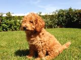 Mükemmel Kalite Poodle Yavruları