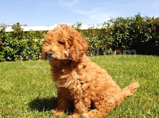 Mükemmel Kalite Poodle Yavruları görsel
