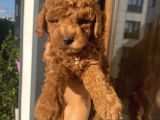 Karamelll Toypoodle In Bebekleri