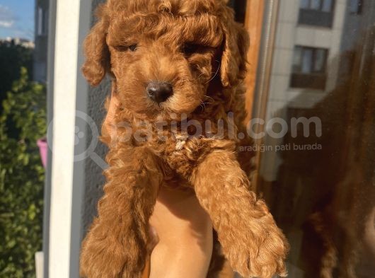 Karamelll Toypoodle In Bebekleri görsel