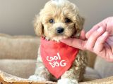 Saglik Garantili Maltipoo Bebekler