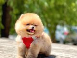 Ayi Surat Pomeranian Boo Bebekler